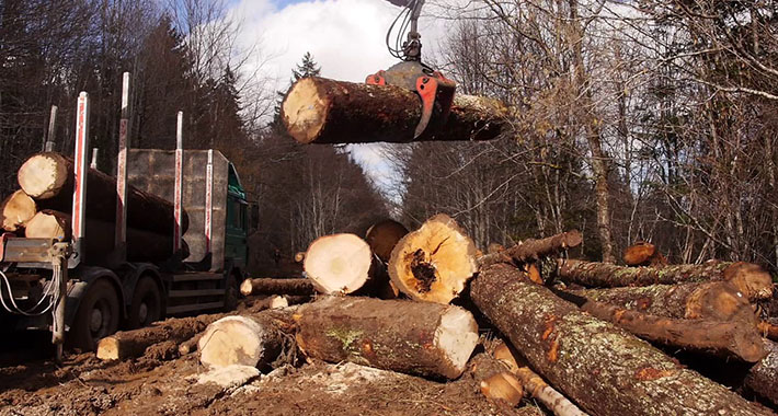 Institucionalna korupcija prijeti šumskom bogatstvu u Bosni i Hercegovini